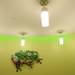 A frog sculpture hangs on the wall above the welcome station on the fourth floor.  Melanie Maxwell I AnnArbor.com